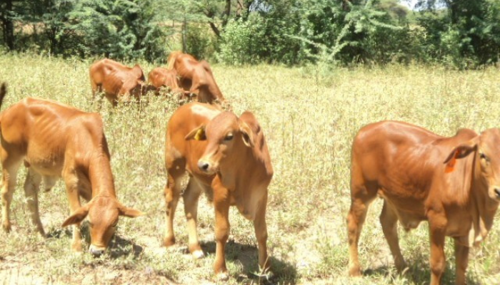 KVDA Livestock Improvement Centers