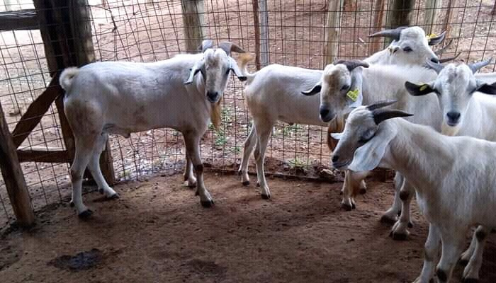 Galla Goats