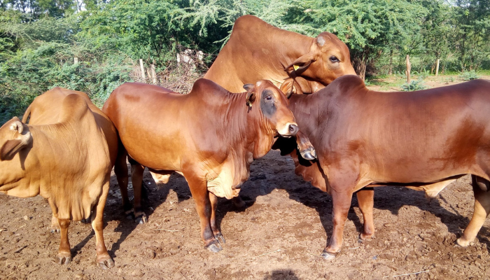 Sahiwal Cattle