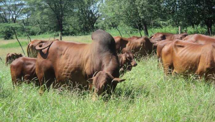 Calves at KVDA Livestock Center