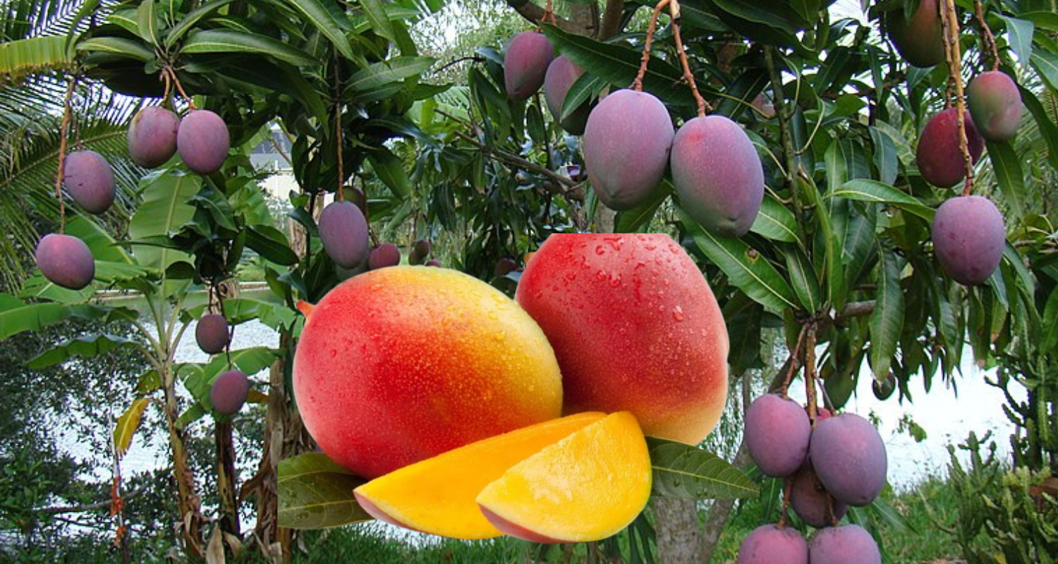 Premium Mango Varieties